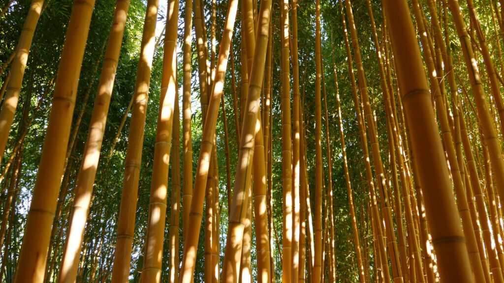 picture of bamboo forest